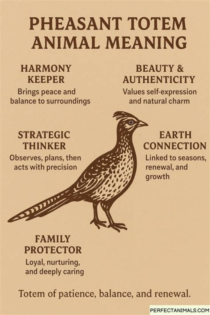 Pheasant Spirit Animal Totem Meaning: A Sign Of Forgetting The Past